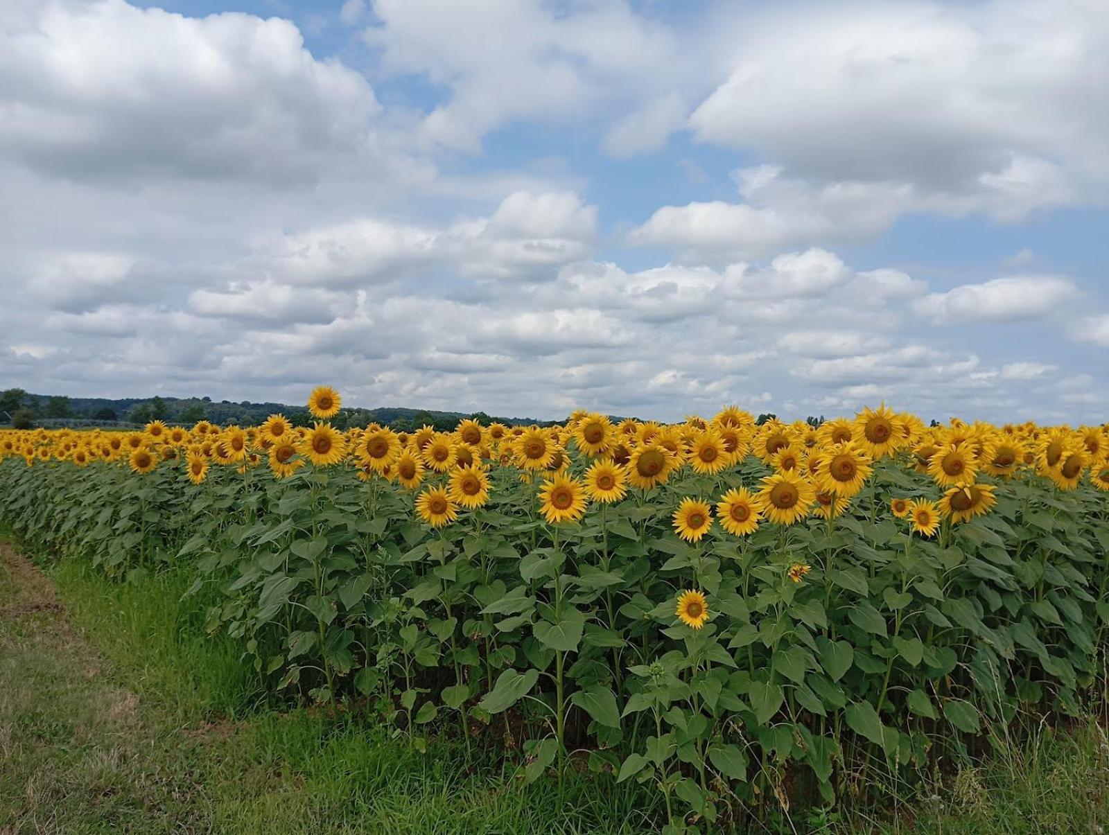 A Pillole Séjour à la campagne *